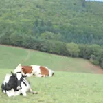 Chateau De La Moissetie Bed & Breakfast Aurillac