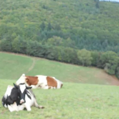 Chateau De La Moissetie Bed & Breakfast Aurillac